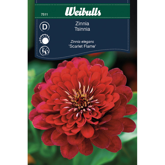 Zinnia Elegans 'Scarlet Flame'